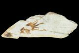 Miocene Pea Crab (Pinnixa) Fossil - California #141596-1